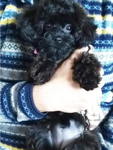 家に来たころの「ごま」