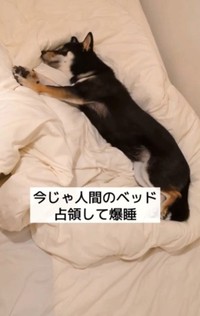 今じゃ人間のベッド占領して爆睡（柴スタディさん提供、Instagramよりキャプチャ撮影）