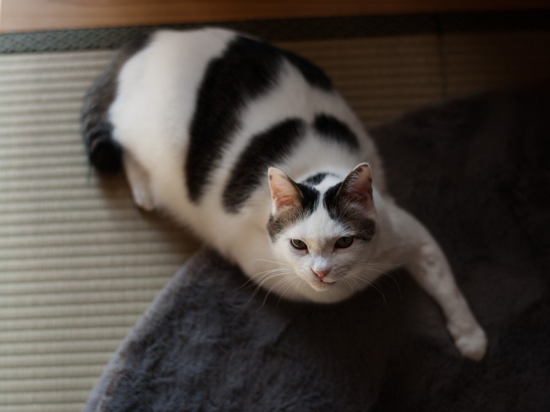 「ハハハって書いてあるって？」（小林写函撮影）