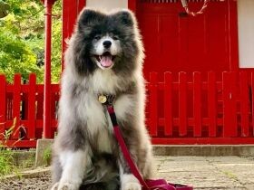 旅行にお散歩、出会いや健康も　家族にたくさんの幸せをもたらした秋田犬「七海」