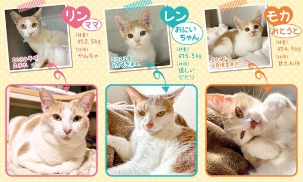 母猫・リンちゃん、子猫・レンくん、モカくんの紹介ショット（画像提供：ともさん）