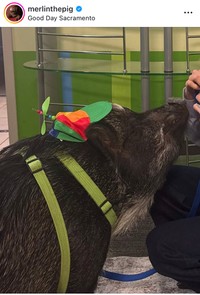 Merlinのインスタグラム＠merlinthepigより