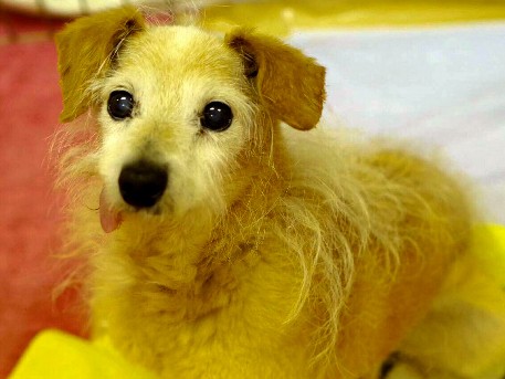 犬の殺処分３年連続でゼロ、川崎市　猫は９匹殺処分