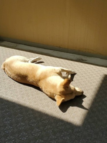 井上さんの家にはすぐに慣れたそう。日だまりでゴローン