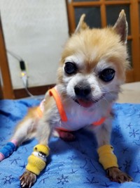 16歳で看取ったチワワのトトくん
