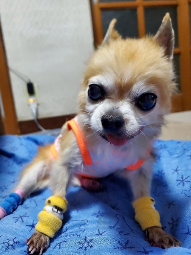16歳で看取ったチワワのトトくん