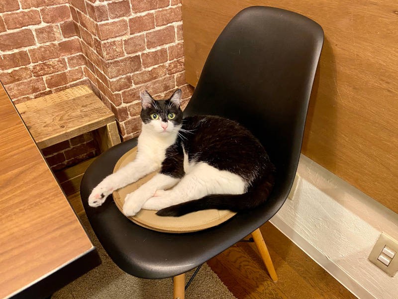 少し怖がりだけど食欲は誰にも負けないミク（2歳♀）