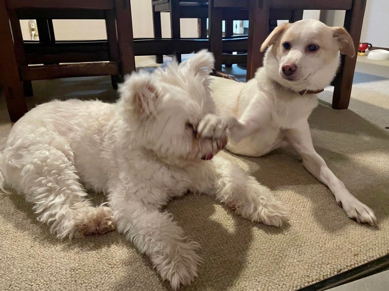 スフレがボケ役、ビビアンがツッコミ役!?（井上菊さん提供）