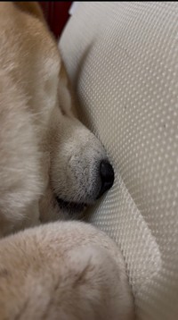 至近距離の愛しいめり込み（提供：波さん）