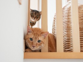 猫との暮らしは癒やしや楽しさばかりじゃない　やんちゃ過ぎた子猫期と闘病生活