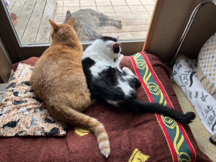 春吉は、外猫のもみじちゃんが大好き（美樹さん提供）