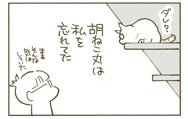猫の胡ねこ丸に顔を忘れられる（くるねこ大和さん提供）