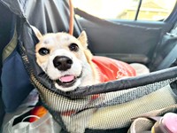 ドッグランへ行く前。にこにこ笑顔のコパンちゃん（画像提供：まろ眉のコパンさん）