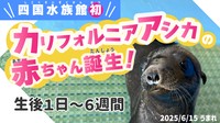 四国水族館 提供