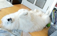 へそ天でごきげんさん＝サモエドのソラン soran the samoyedさん（@samoedsoran）提供