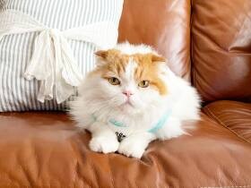 お菓子のような色にまんまるボディが魅力　スコティッシュフォールド「コロン」