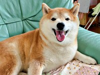 にっこり笑顔のハルちゃん（画像提供：柴犬ハルさん）