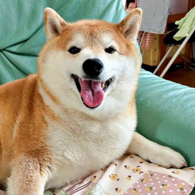 にっこり笑顔のハルちゃん（画像提供：柴犬ハルさん）
