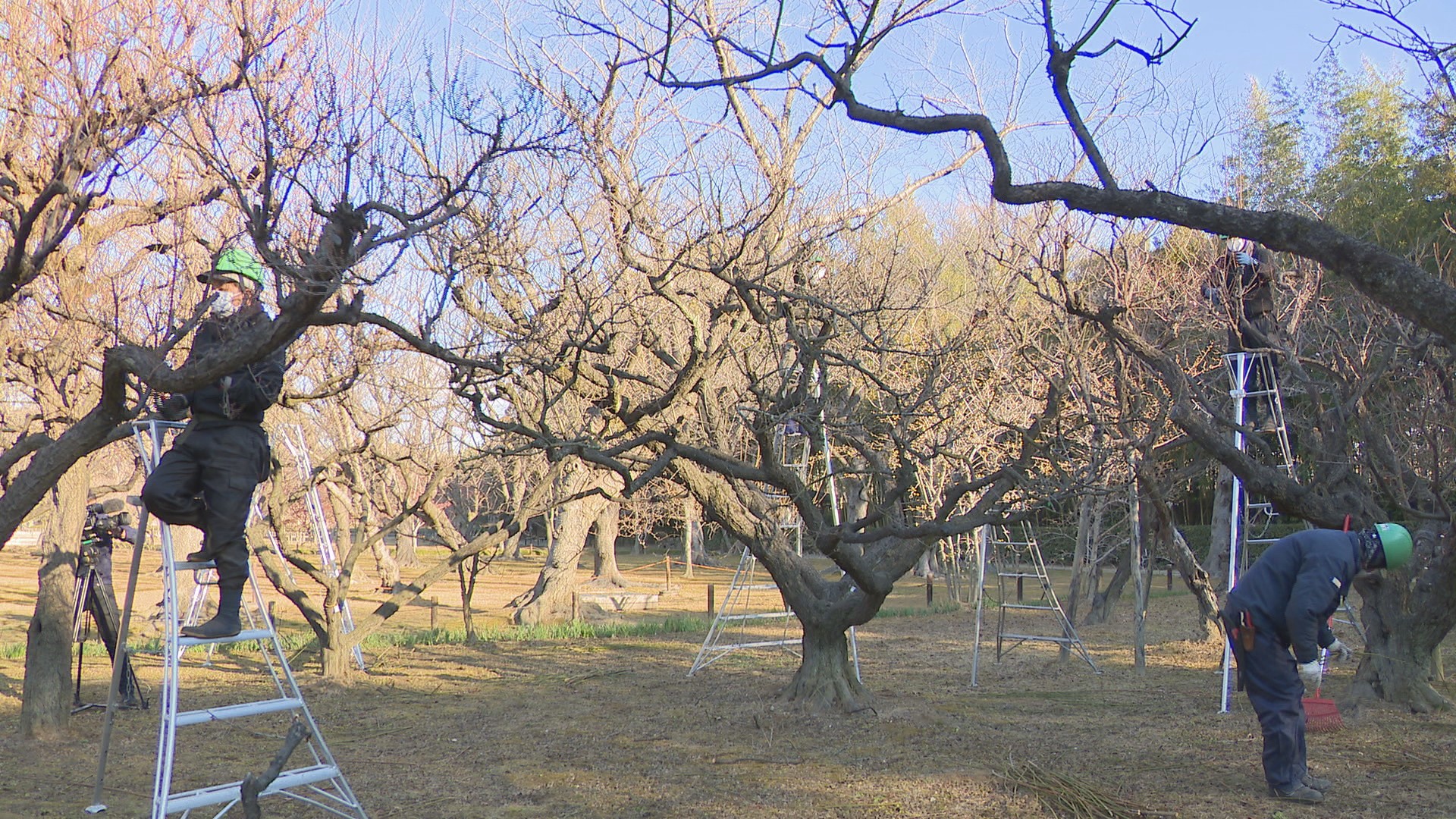 梅の本格的な開花に備え 後楽園で剪定作業 岡山市 Ksbニュース Ksb瀬戸内海放送