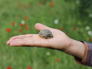 現代は「亀の甲よりテクノロジー」。大人の意見は歴史の授業と思う私