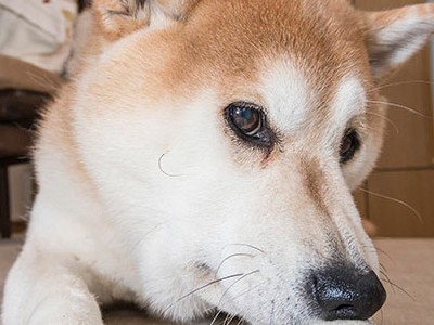 犬の中毒は、家の中のモノで起きる！？　こんなにある危険物　