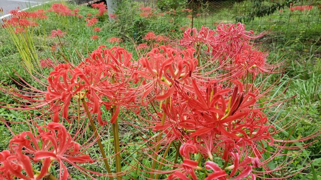 岡山県の南部～中部のヒガンバナ　「彼岸過ぎ」に咲きそろう