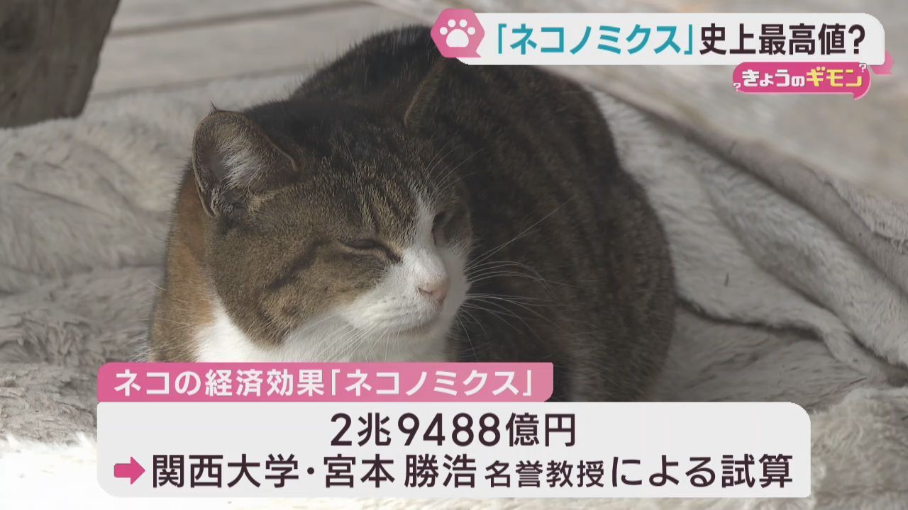 ネコノミクス　猫の経済効果が過去最大に