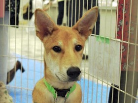 コロナで保護団体が苦境　「殺処分ゼロ」取り組み後退の可能性も