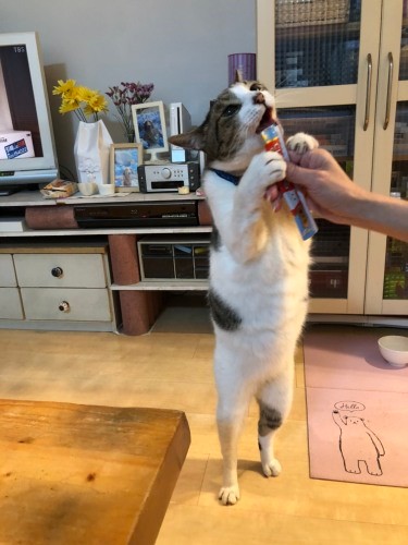 「これこれ、これがやりたかったー」。夢のちゅーる独り占め（A子さん提供）