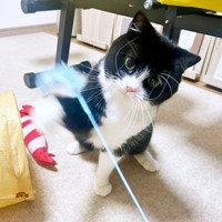 猫じゃらしをパンチするたろうくん（画像提供：たろうさん）