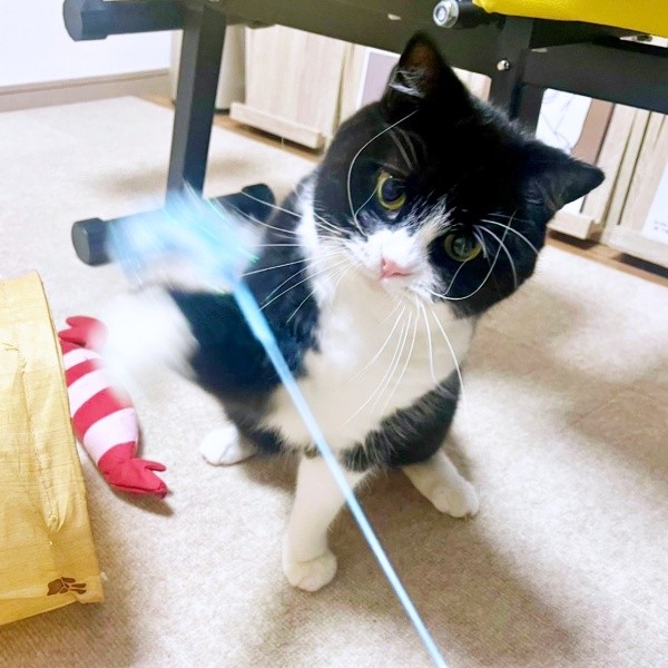 猫じゃらしをパンチするたろうくん（画像提供：たろうさん）