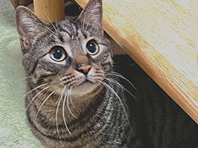 先輩猫と仲良しこよし♪　手招きしながら呼ぶと小走りでやってくるキジトラ「ライト」