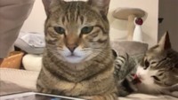 らん丸くんの背後で、熱心に何かを舐めているとら丸くん（提供：とらまるらんまるさん）
