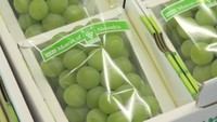 岡山県の特産品「マスカット」の出荷が始まる　倉敷市
