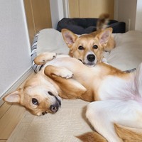 お姉ちゃんと弟のよう（手前がすずちゃん）=suzuandsakuさん提供