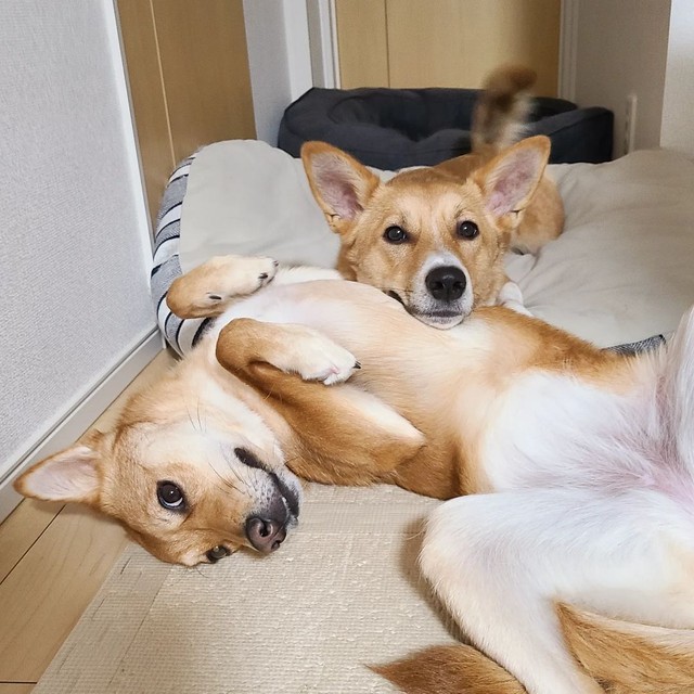 お姉ちゃんと弟のよう（手前がすずちゃん）=suzuandsakuさん提供