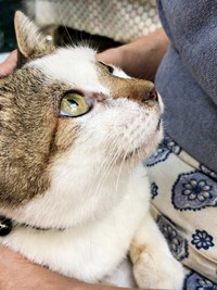 飼い主さんを見上げるみぃ～みぃ～ちゃん（画像提供：みぃ～みぃ～ちゃんとジャミラズさん）