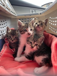 保護時の子猫たち（「ねこ大家」さん提供）