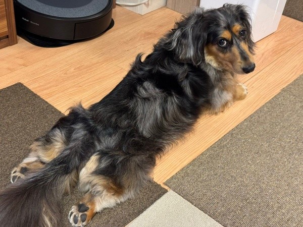 チラッと振り返るかわいらしいピノくん（画像提供：ピノさん）