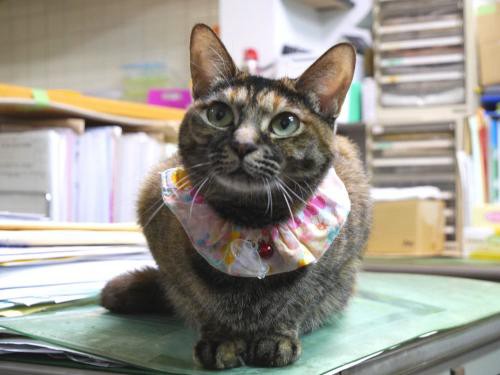 建築会社が保護猫シェルターに　職人たちも猫に癒される