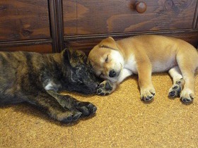 犬を飼う前に知ってほしいこと　雑種は強い、けれど難しい