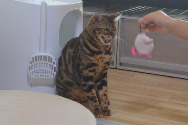 元気になり、こんないたずらっ子の顔も見せるように