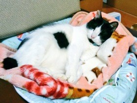 猫コロナウイルスを発症　迎え入れて７カ月、わずか２歳で亡くなった愛猫への思い