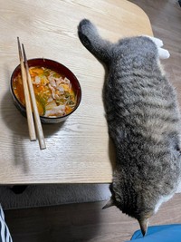 ぽてっと転がっている可愛いちいまちゃん＝ちいまの日常さん（@chimanonitijo）提供