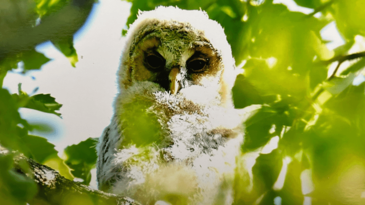 岡山・和気町で野鳥写真展　命の輝きとらえる　約20人の愛好家が撮影　5月9日から