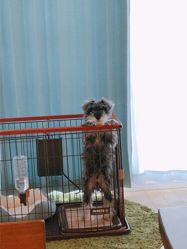 ぐんぐん成長するマフィンくん。屋根なしケージから脱走しそう（お母さん提供）