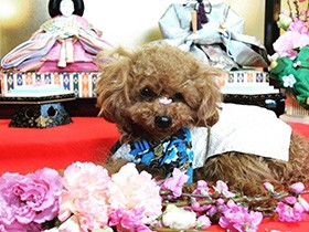 食べ物はなんでも好き　大家族の末っ子、トイプードルの「きら」