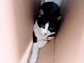 気付いたらそばにいるね　肝が据わったハチワレ猫の「Uta」