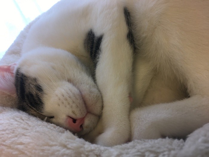 花田さんの前でも安心した様子で眠るようになった（花田さん提供）