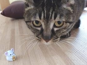 子どもは「にゃんにゃん」とニコニコ　でも、猫は逃げて触らせず